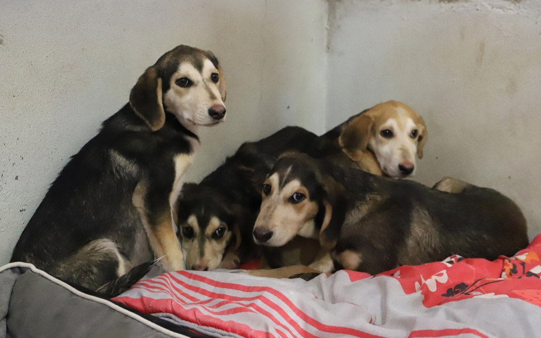 Chiots des bois le 9 décembre 2019