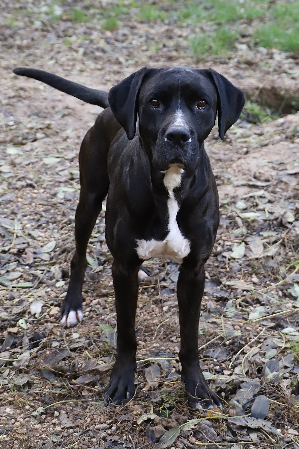 Chien Refuge de Jouvence SPA Messigny