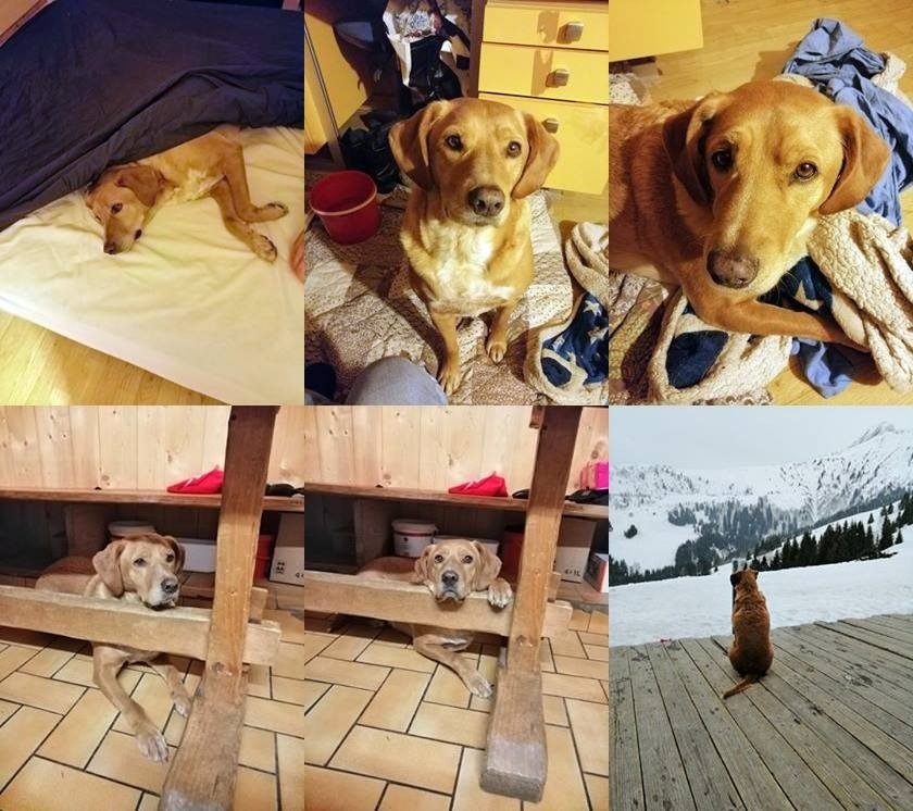 Chien Refuge de Jouvence SPA Messigny