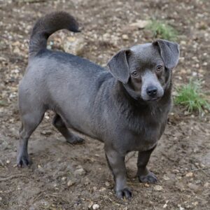 Chien Refuge de Jouvence SPA Messigny