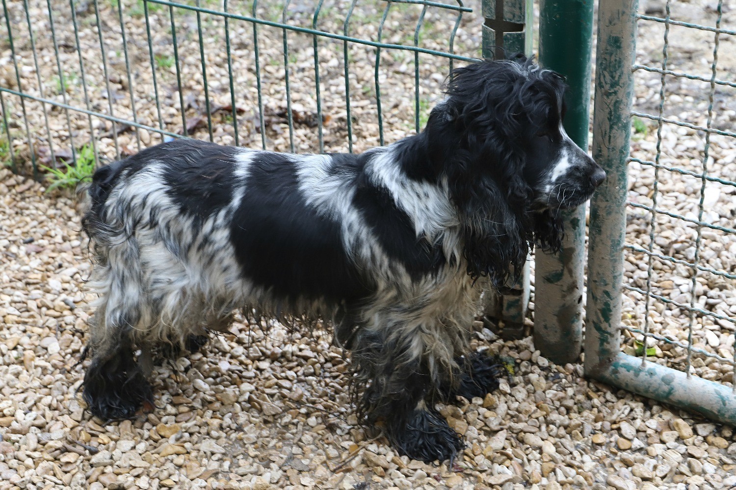 Chien Refuge de Jouvence