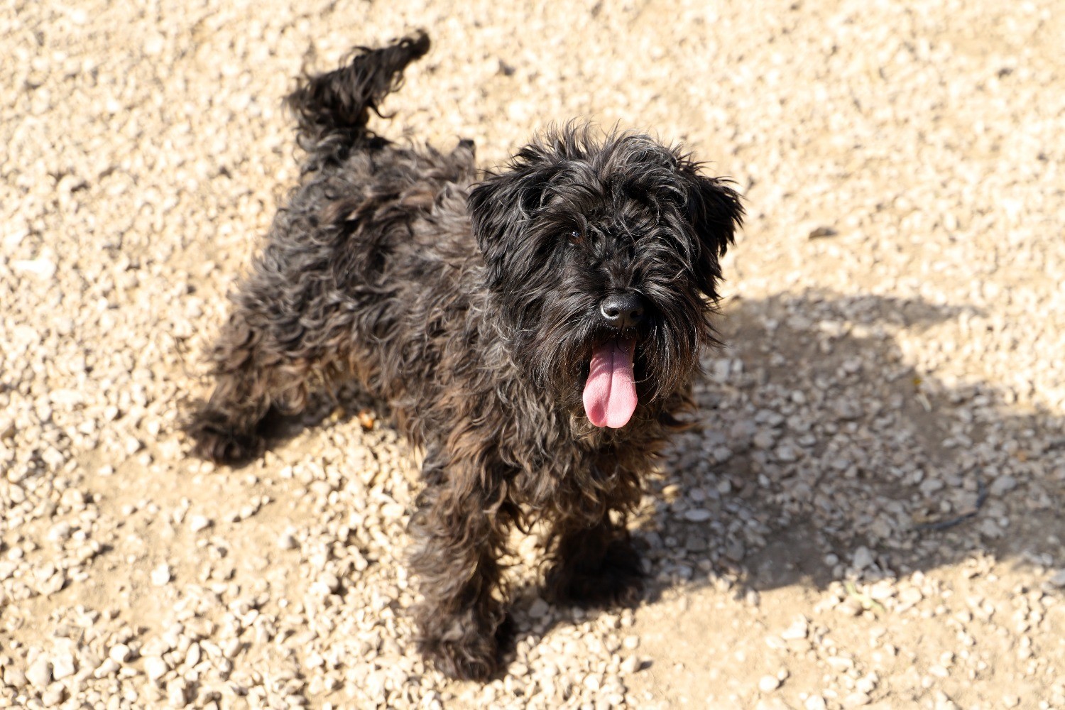 Chien Refuge de Jouvence SPA Messigny