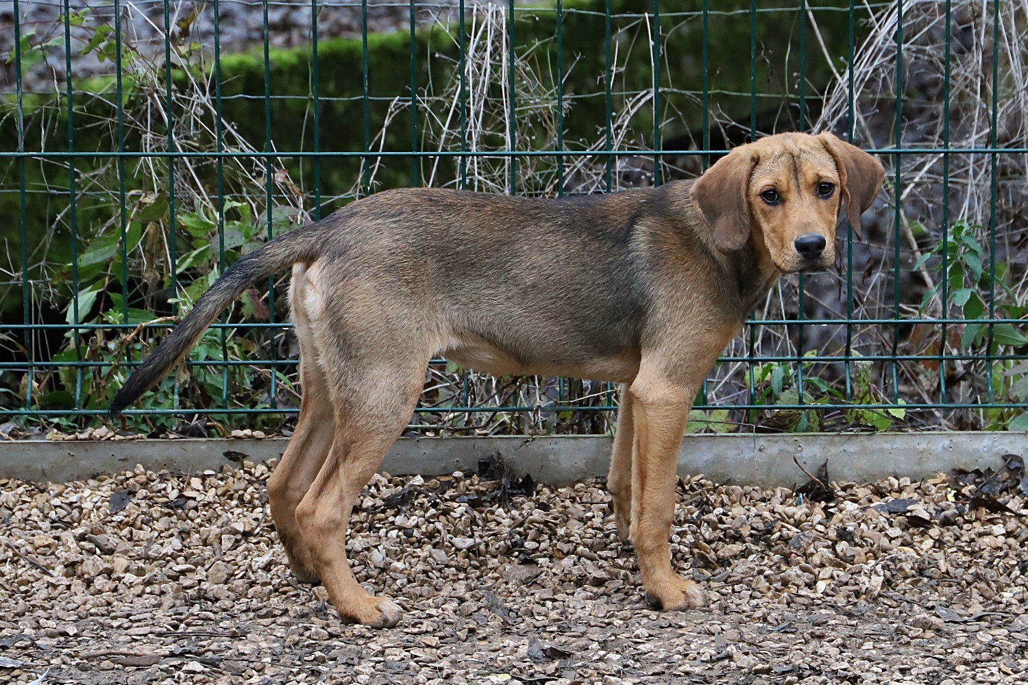 Chien Refuge de Jouvence