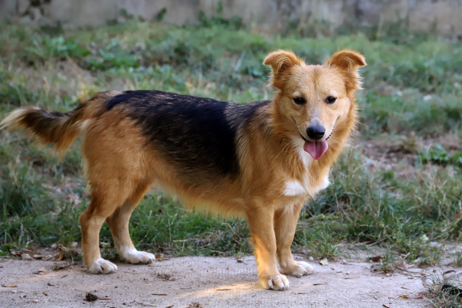 Chien Refuge de Jouvence