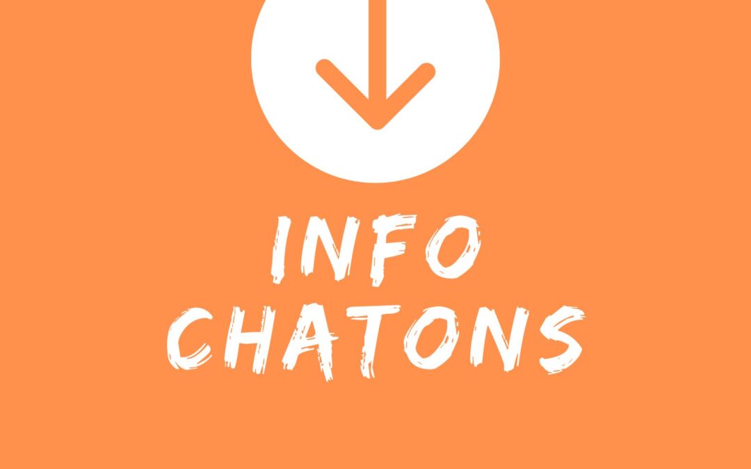 Spécial chaton