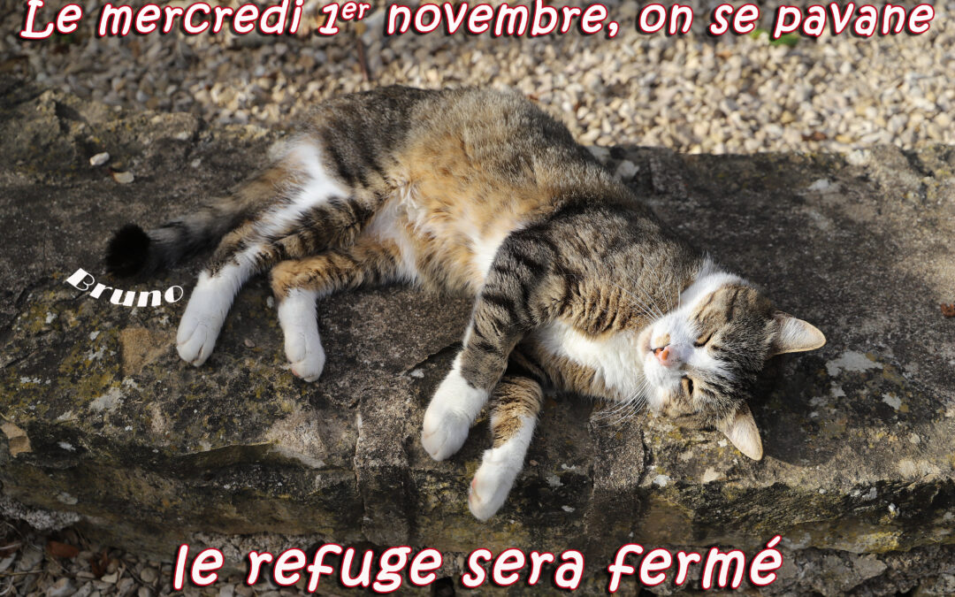 1er novembre